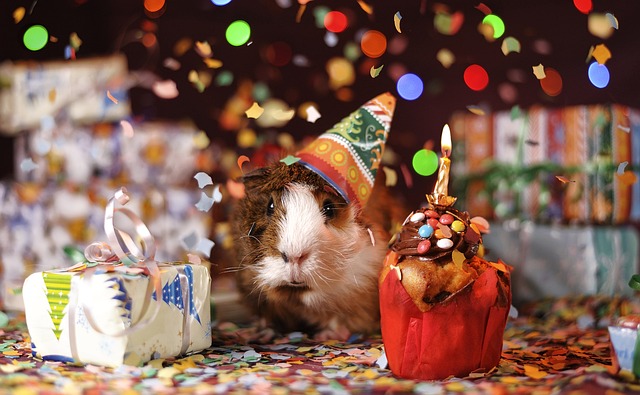 几内亚猪, 生日快乐, 动物