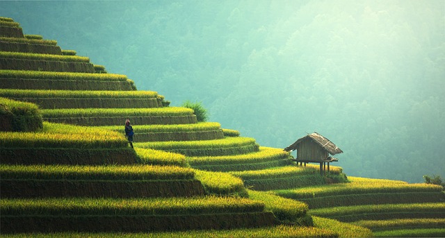 农业, 水稻种植, 泰国