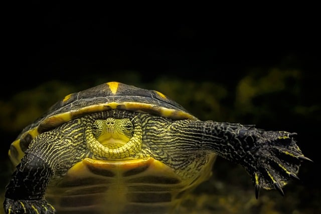 龟, 中国条纹颈龟, 金丝龟