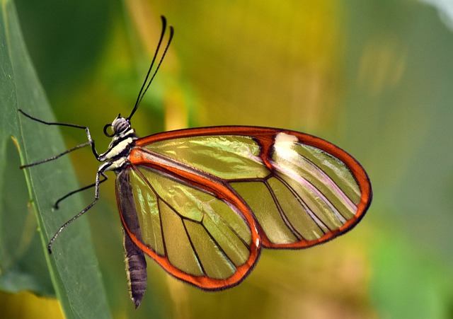 蝴蝶, 玻璃的翅膀, 格里塔反对派