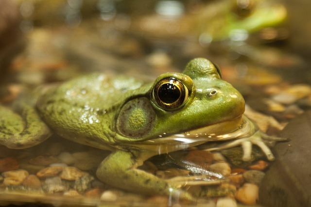 青蛙, 绿色, 自然