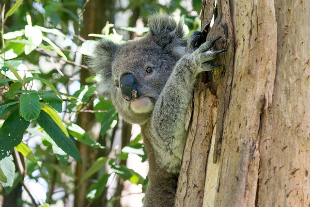 考拉, 澳大利亚, 野生动物