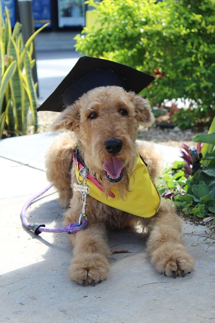 毕业, 万能梗, 快乐的狗