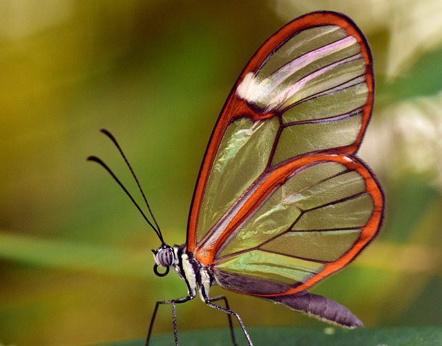 蝴蝶, 玻璃的翅膀, 格里塔反对派