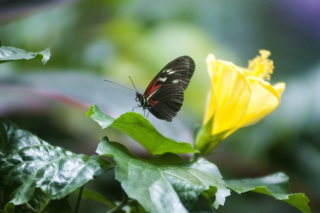 蝴蝶, 昆虫, 自然