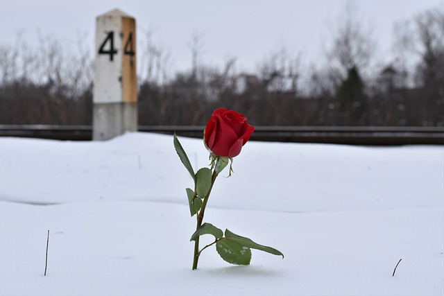 在雪中红色的玫瑰, 永恒的爱情符号, 铁路