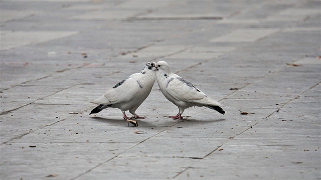 吻, 恋人, 爱情鸟