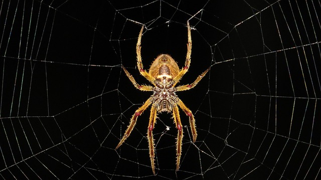 蜘蛛, 网络, 蛛形纲动物