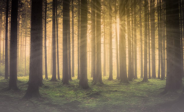 林, 森林中的薄雾, 太阳在森林里