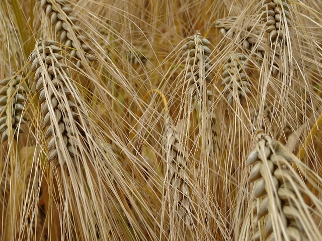 粮食, 大麦, 玉米地