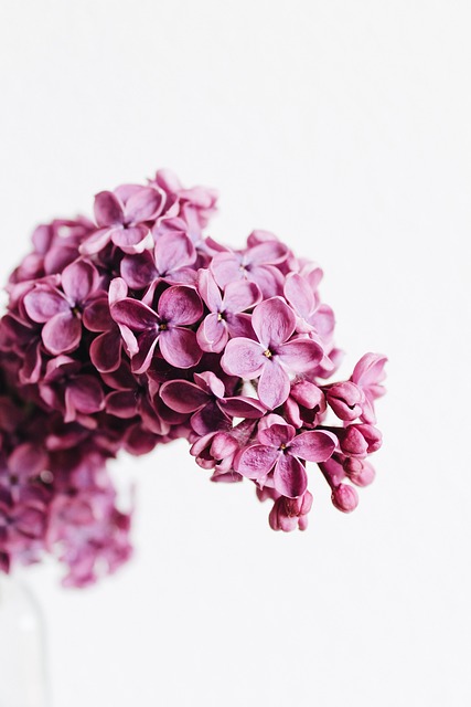 母亲节快乐, 花朵, 紫丁香
