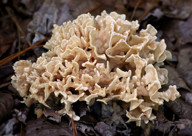 菌, 蘑菇, 森林地面