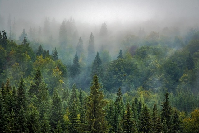 树木, 森林, 多雾路段
