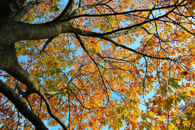 树, 秋天, 颜色