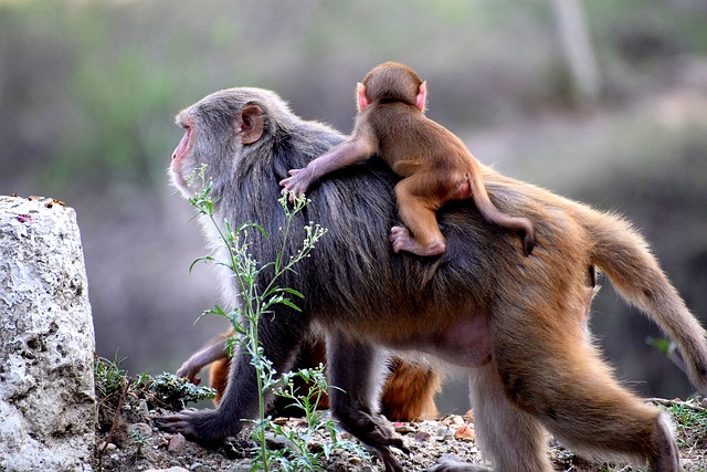 猴, 母亲, 家庭