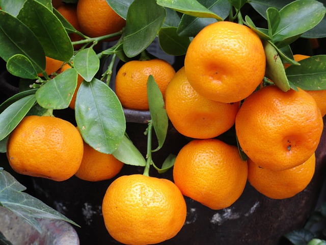 普通话, 水果, 橙色的