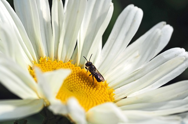其中一个最小的野蜜蜂, 在菊花, heriadum truncorum