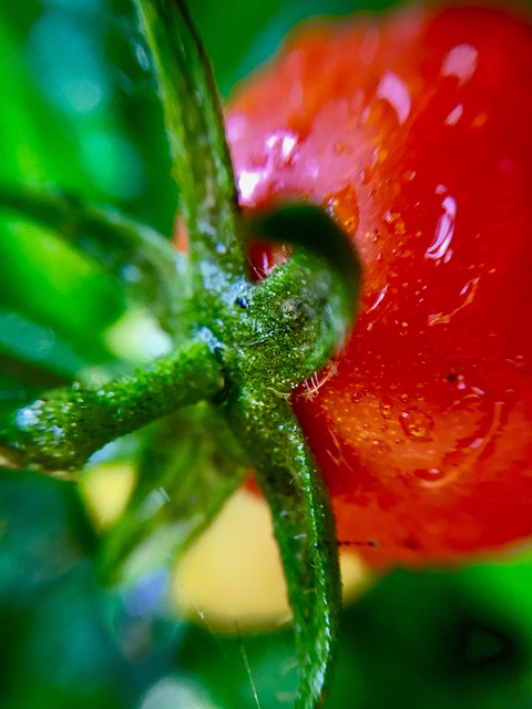 番茄, 雨天, 水滴