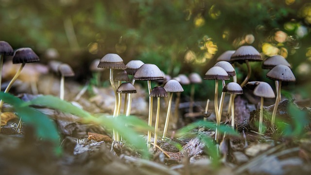 蘑菇, 森林, 光