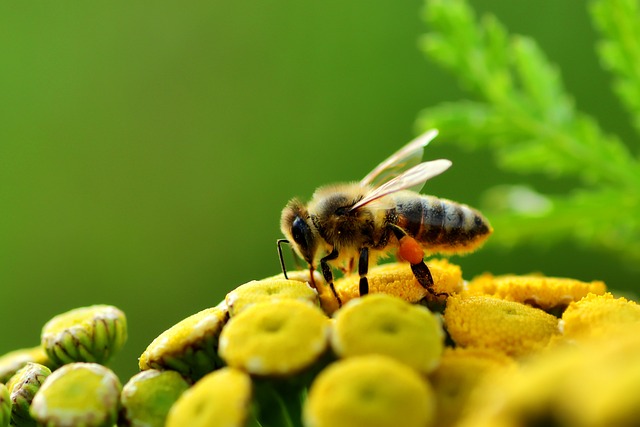 蜜蜂,出路,蜜蜂