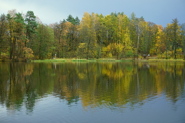 湖, 森林, 树木