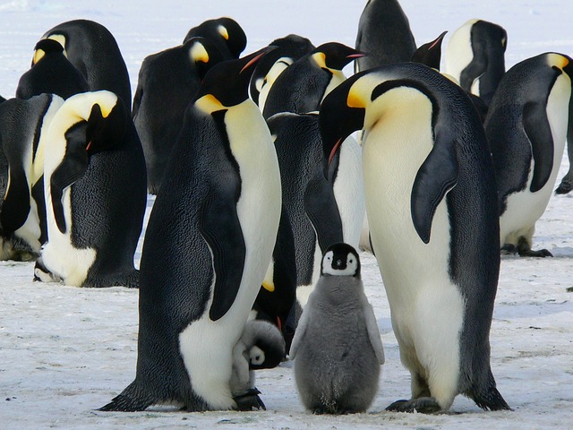 帝企鹅, 企鹅宝宝, 鸟类