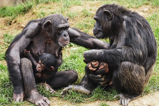 黑猩猩, 猴子, 类人猿