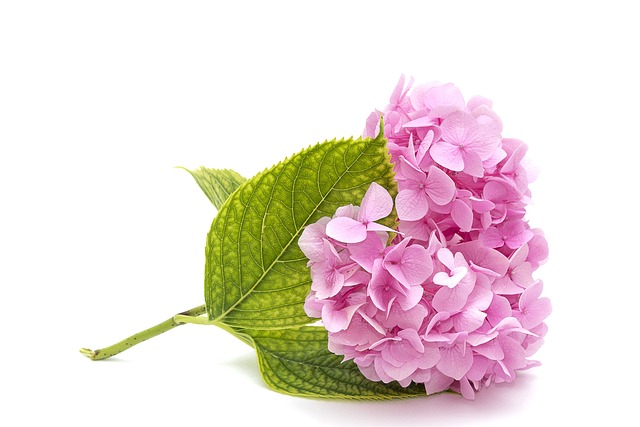 母亲节快乐, 粉色绣球花, 叶子