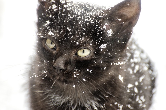 小猫, 雪, 猫