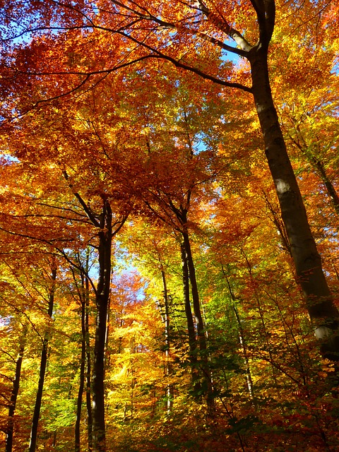 森林, 秋天的树林, 多彩多姿的
