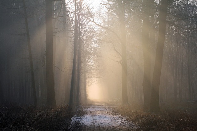阳光, 森林, 多雾路段