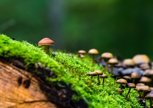 自然, 森林, 蘑菇