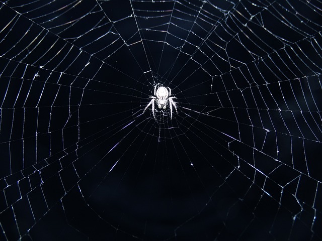 蜘蛛,蜘蛛网,苍蝇,碰上,蜘蛛网