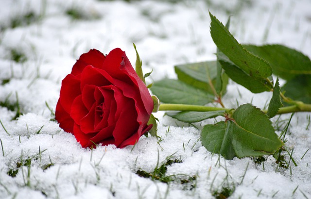 花, 红玫瑰, 雪