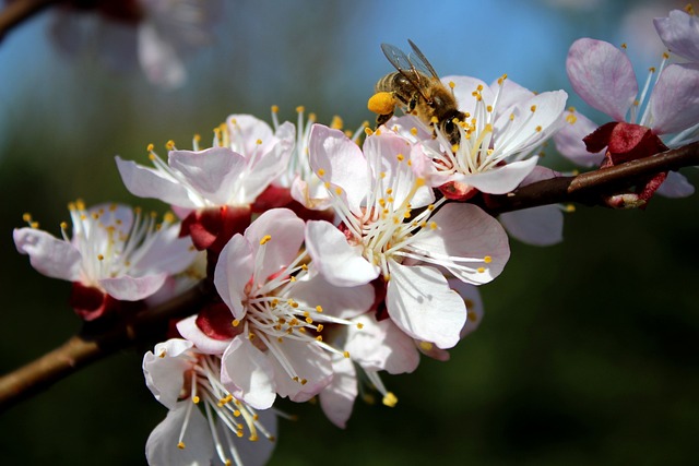 蜜蜂, 勤奋, 花园
