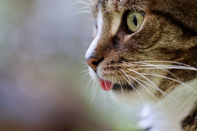 猫, 猫的舌头, 猫眼