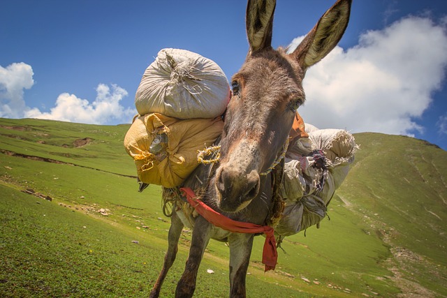 驴, 驴子的重量, 一个驴子携带的行李