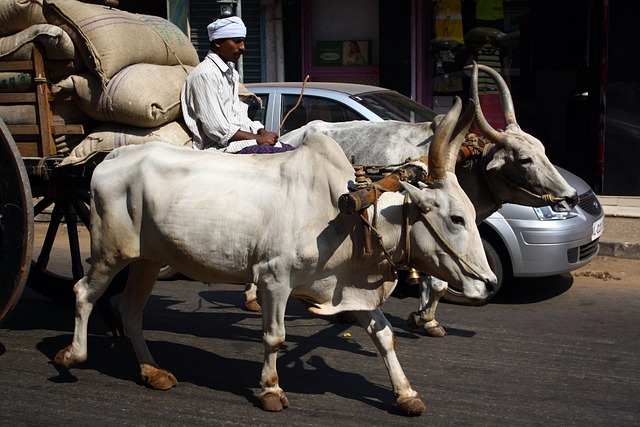 奶牛, 印度传输, 传统的还是现代的