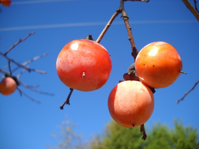 柿子, 水果, 秋天