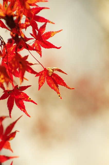 秋季树叶, 枫, 秋季