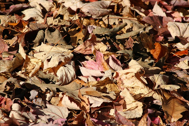 落叶, 秋天, 森林地面