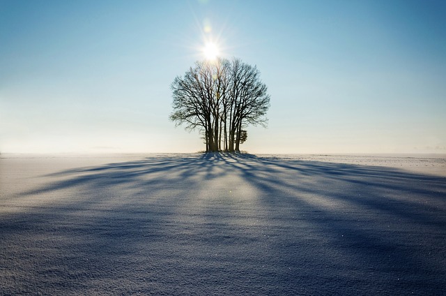 冬天, 树木, 雪