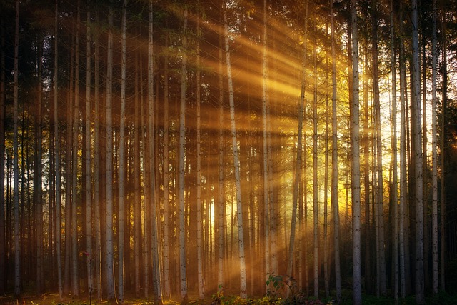 森林, 阳光, 射线