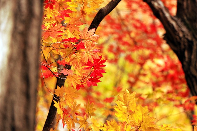 秋季, 景观, 大自然