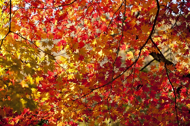 叶, 秋天的树叶, 秋季