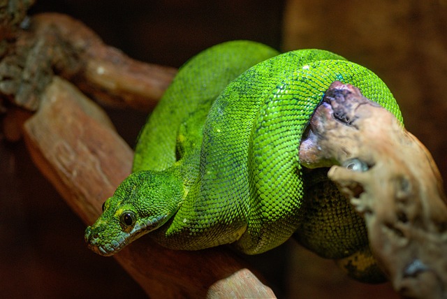 蛇, 绿色, 流行语