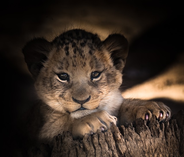 小狮子, 可爱的, 眼睛