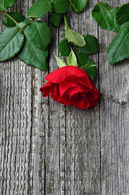 红色, 红玫瑰, 爱情