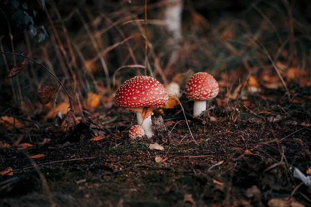 蘑菇, 森林, 毒菌