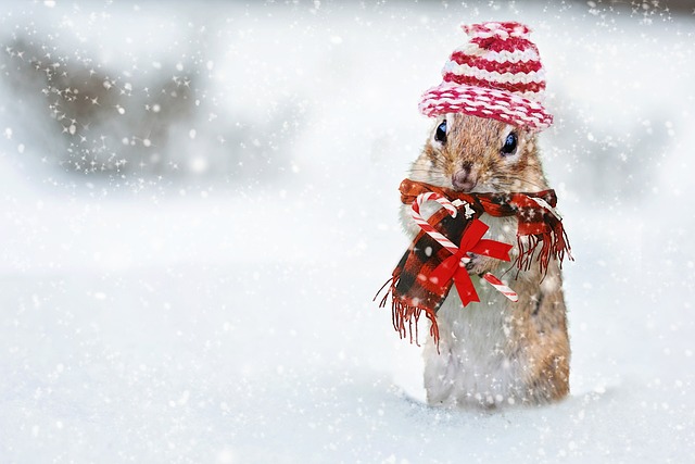 冬天, 花栗鼠, 针织帽